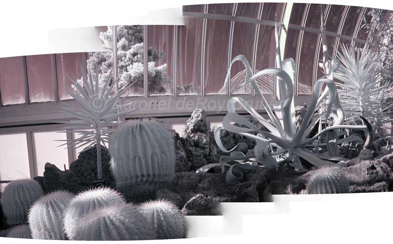 Phipps_007