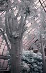 Phipps_024