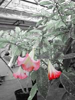 034_23-Hydrogenated I